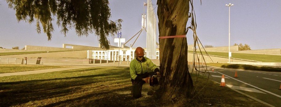 https://treeworks.net.au/wp-content/uploads/2015/07/TreeWorks-Cathal-Breslin-removing-tree-at-Parliament-House-e1437535516686.jpg